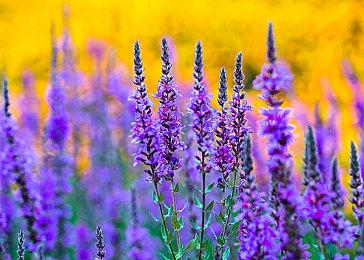 《天国：拯救2》发售三个月 销量达到300万套